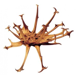 acheter Harpagophytum