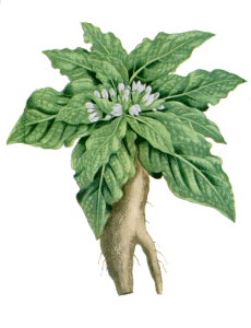 Mandragore