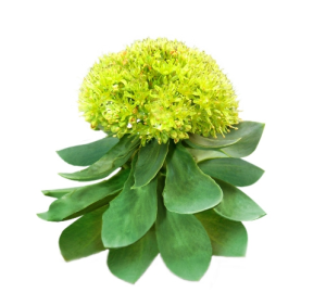 Rhodiola