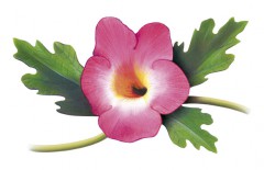 acheter Harpagophytum