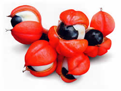 acheter guarana