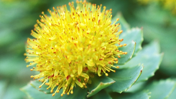 acheter rodhiola