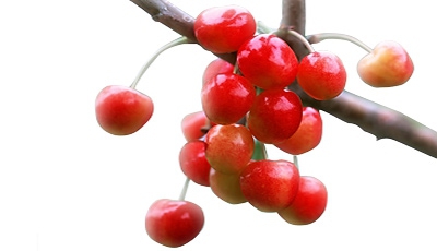 acérola bio
