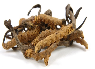 Cordyceps