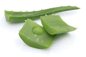acheter Aloe vera