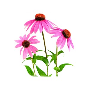 acheter echinacea pas cher