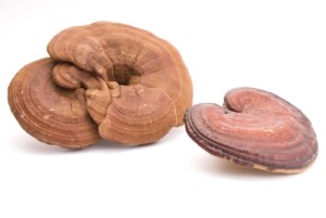 acheter ganoderma