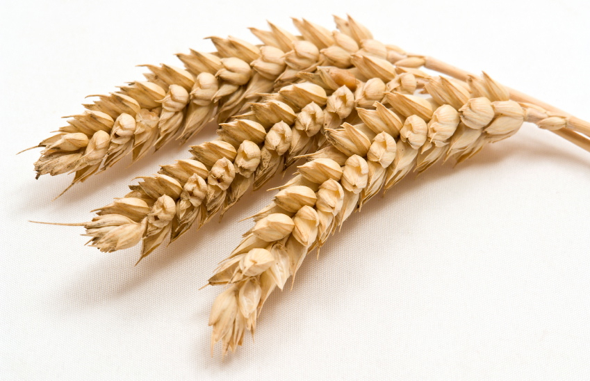 Le Gluten ⋆ Bienfaits, posologie et avis clients