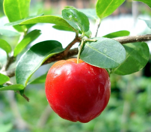 fruit acerola