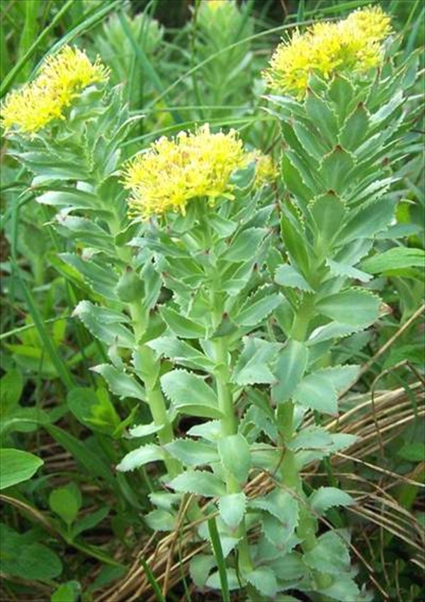 rhodiola plante stress